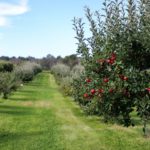 Comment planter un arbre fruitier ?