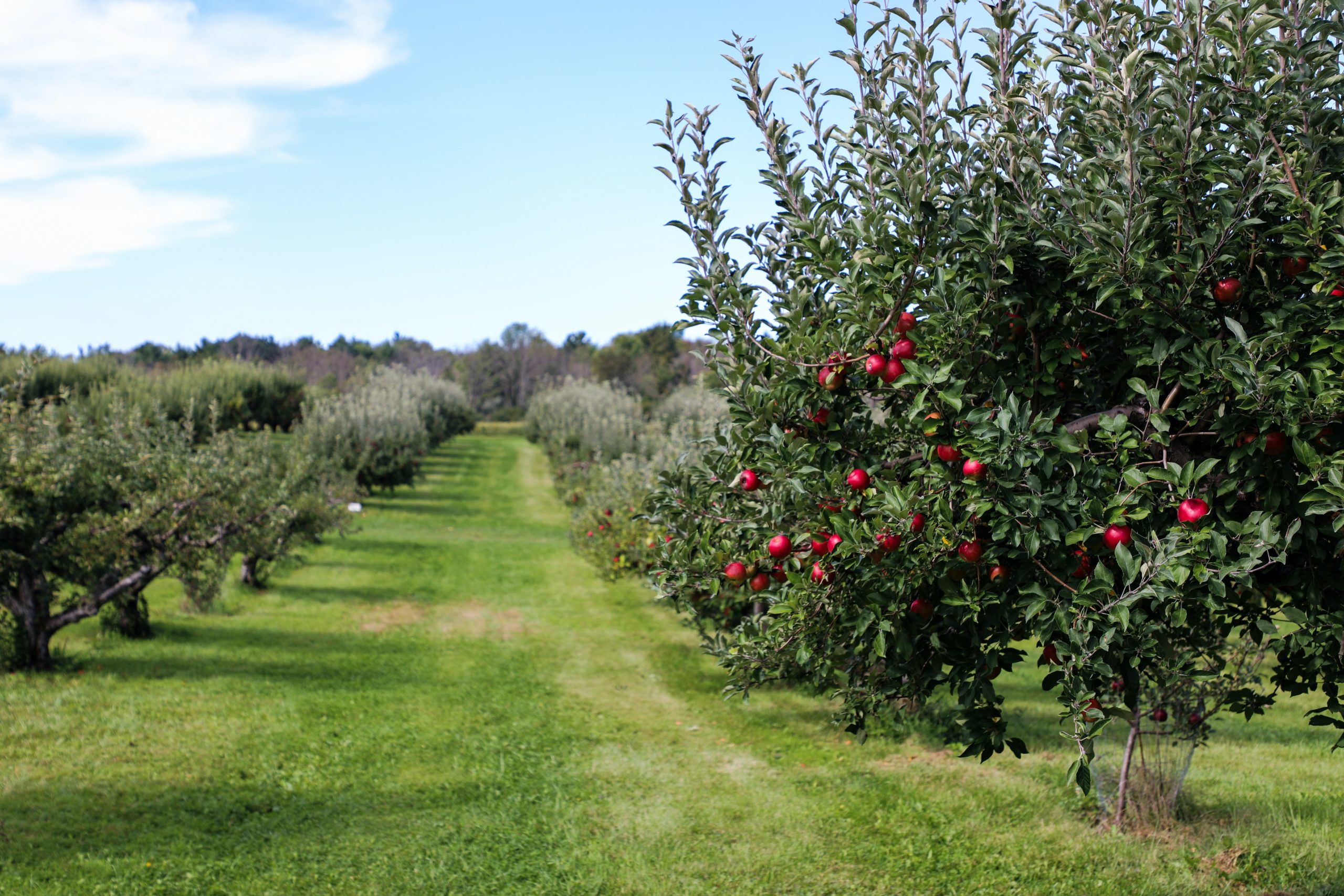 arbres fruitiers