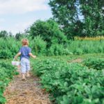 Comment choisir l’emplacement de son potager ?