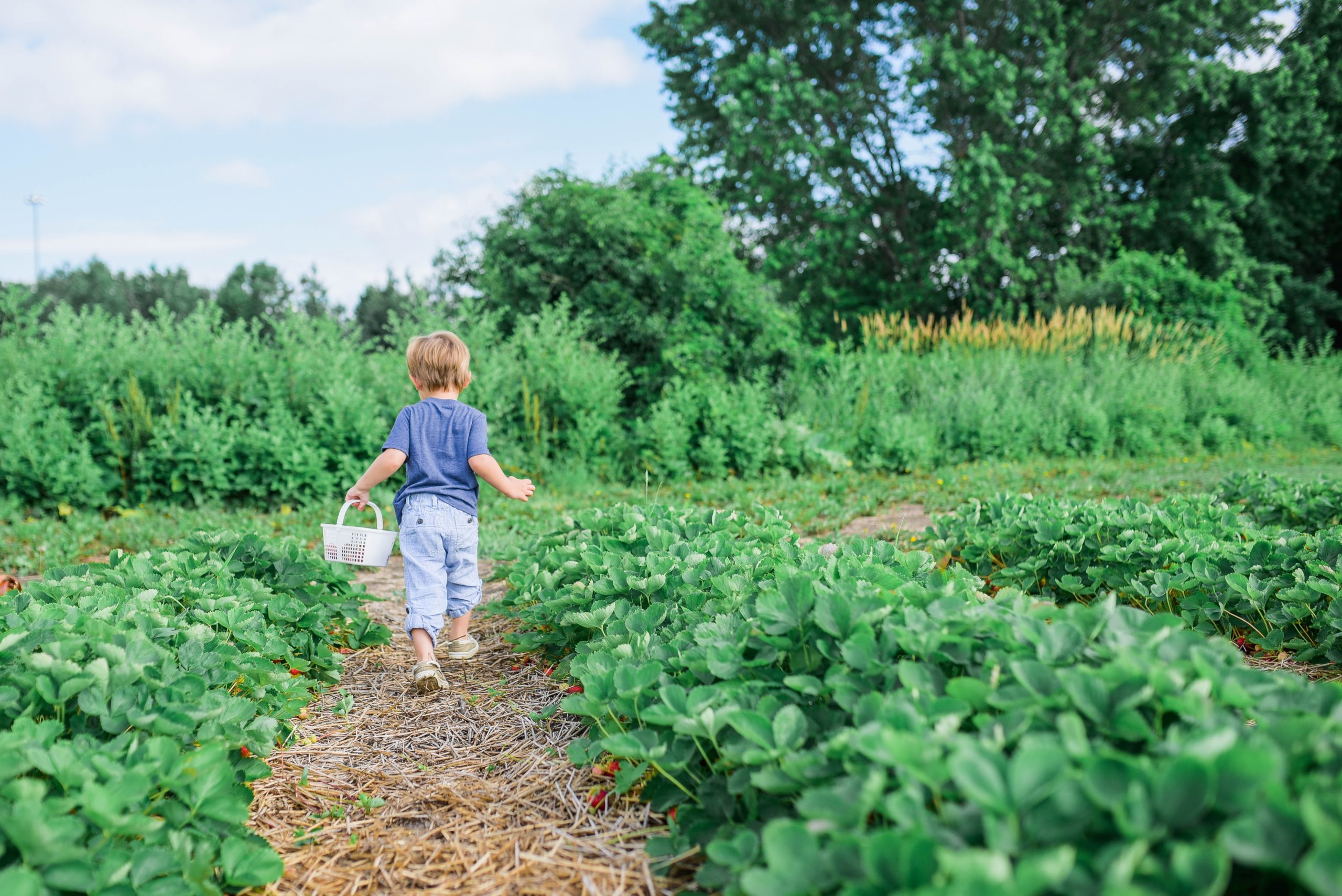 enfant dans potager