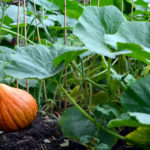 Comment conserver ses fruits et légumes tout l’hiver ?