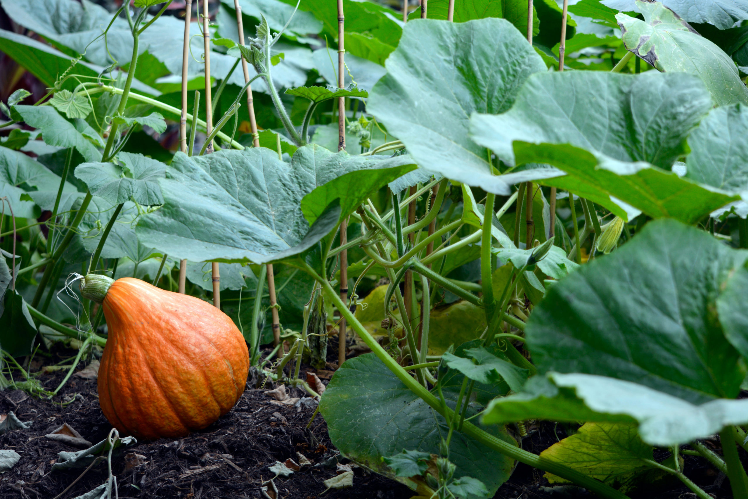 potager potiron