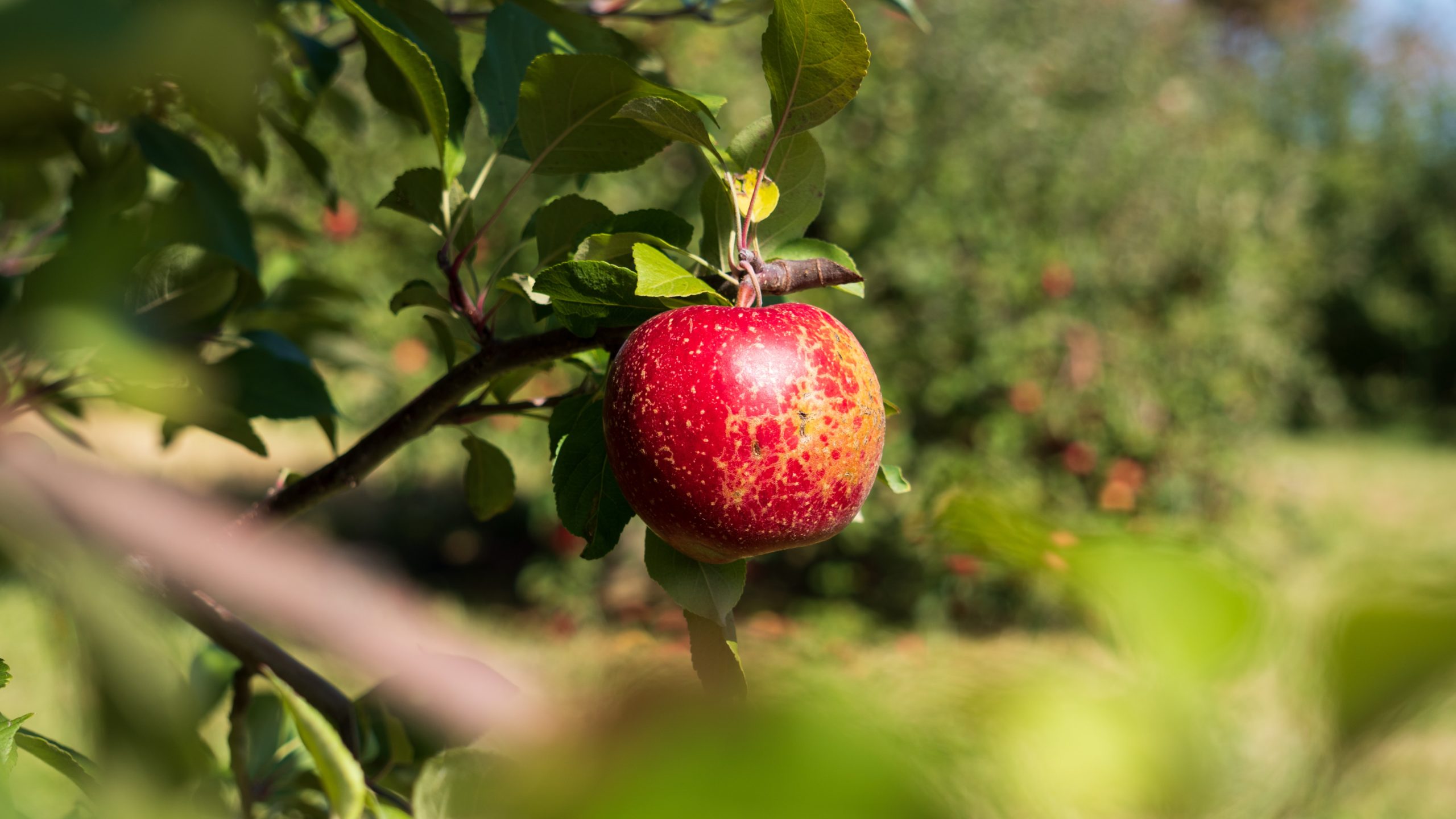 pomme arbre